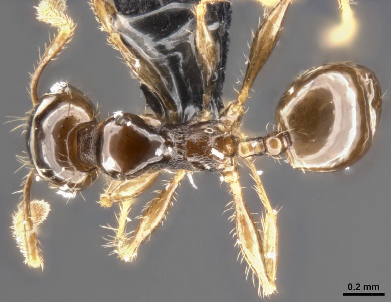 File:Pheidole cramptoni casent0282957 d 1 high.jpg