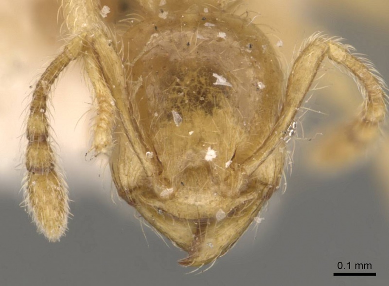 File:Pheidole minutula casent0908291 h 1 high.jpg