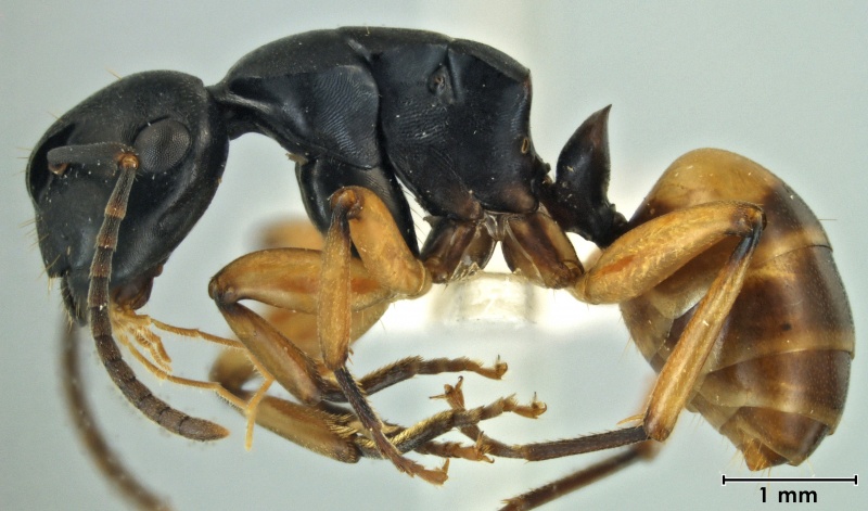 File:Polyrhachis flavibasis side.jpg