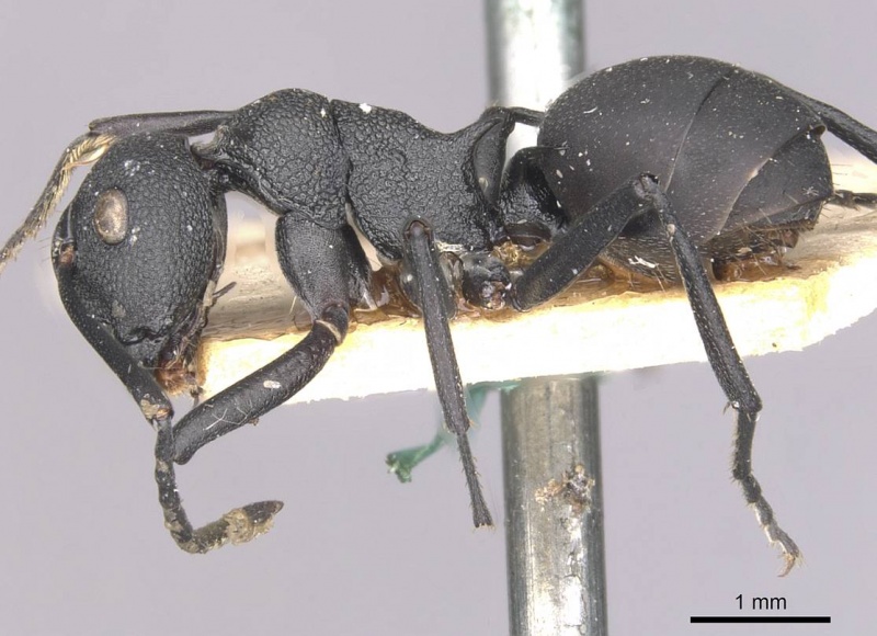 File:Polyrhachis menelas casent0910891 p 1 high.jpg