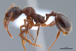 Aphaenogaster gibbosa antweb1008051 p 1 high.jpg