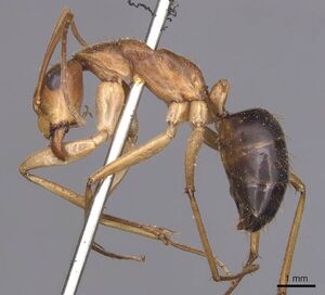 Camponotus pallidiceps casent0905233 p 1 high.jpg