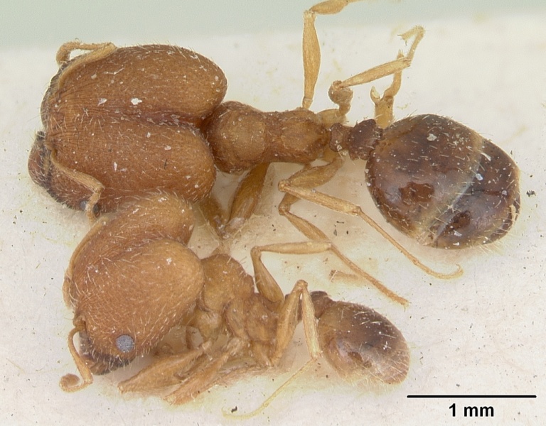 File:Pheidole rufescens casent0172980 dorsal 1.jpg