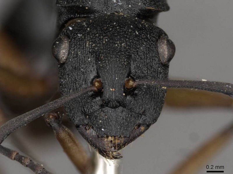 File:Polyrhachis io casent0910782 h 1 high.jpg