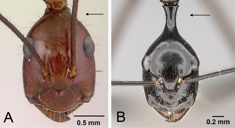 File:Rasoamanana et al 2017 Fig 4.jpg