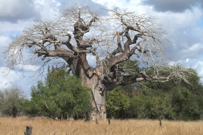 Baobab 3730.jpg