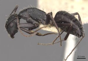 Camponotus bocki casent0909963 p 1 high.jpg