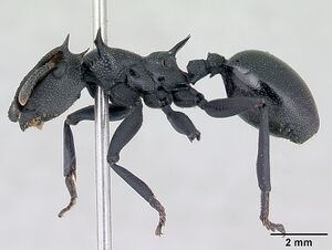 Cephalotes atratus casent0178627 profile 1.jpg