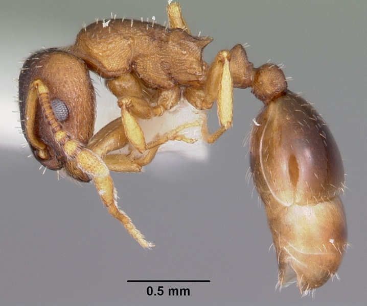 File:Leptothorax retractus casent0104798 profile 1.jpg