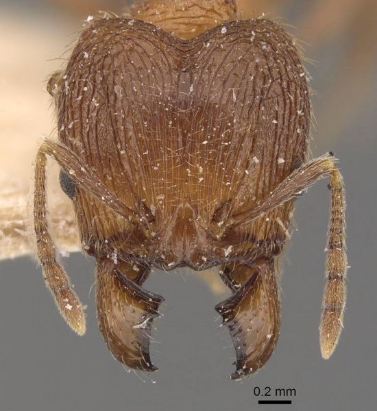 File:Pheidole malinsii casent0907927 h 1 high.jpg