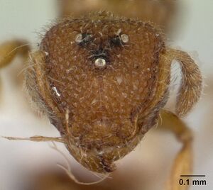 Tetramorium muscorum casent0178334 head 1.jpg