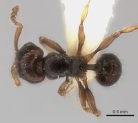 Tetramorium occidentale D casent0218174.jpg