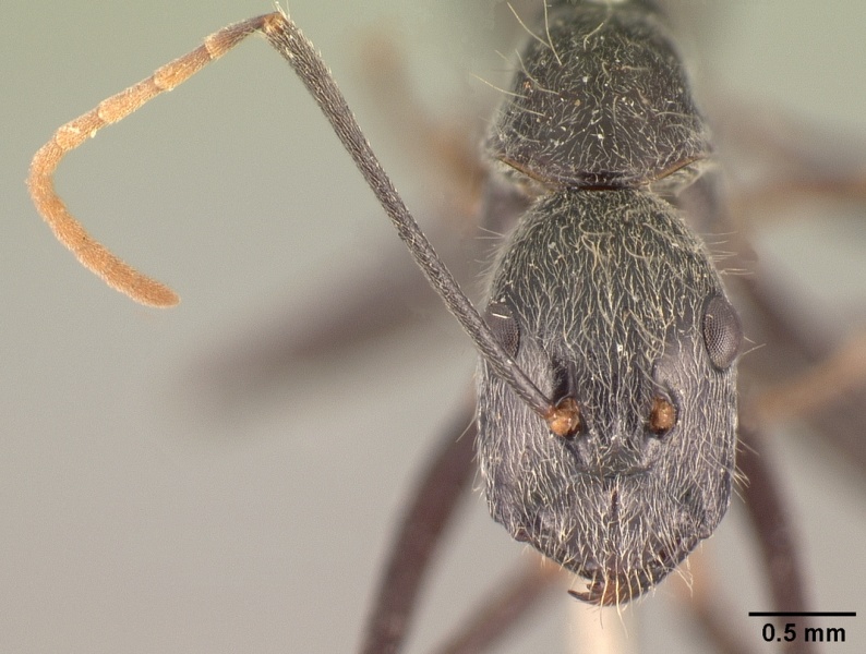 File:Camponotus butteli casent0101854 head 2.jpg