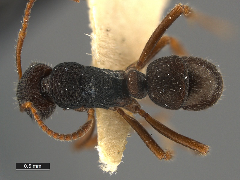 File:Rhytidoponera-wilsoni-Holotype-MCZ29863D.jpg
