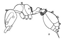 Xu & Zhou 2004-4 Strumigenys-nongba hal.jpg