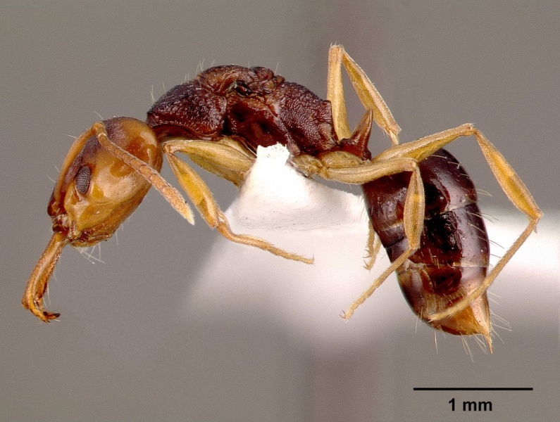 File:Anochetus bequaerti sam-hym-c002598a profile 1.jpg