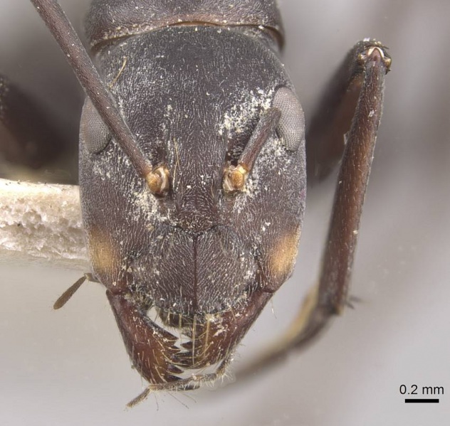 File:Camponotus dolendus casent0910328 h 1 high.jpg