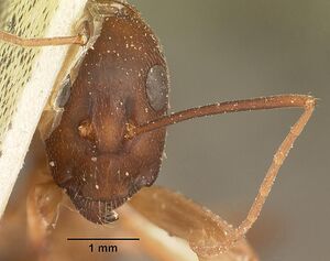 Camponotus maculatus casent0101183 head 1.jpg