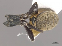 Camponotus saussurei casent0910747 d 1 high.jpg
