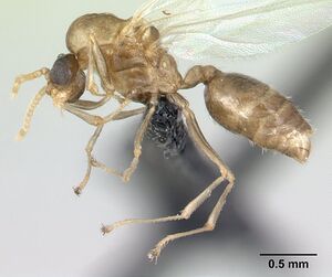 Crematogaster sewellii casent0134874 profile 1.jpg