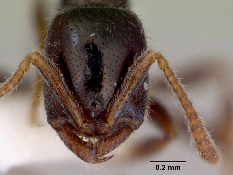 File:Onychomyrmex doddi head CAS0172297-web.jpg