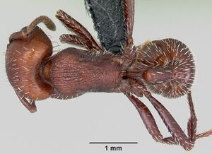 Pogonomyrmex uruguayensis casent0172635 dorsal 1.jpg