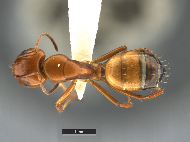 File:Camponotus-snellingi-MCZ001MaD.jpg