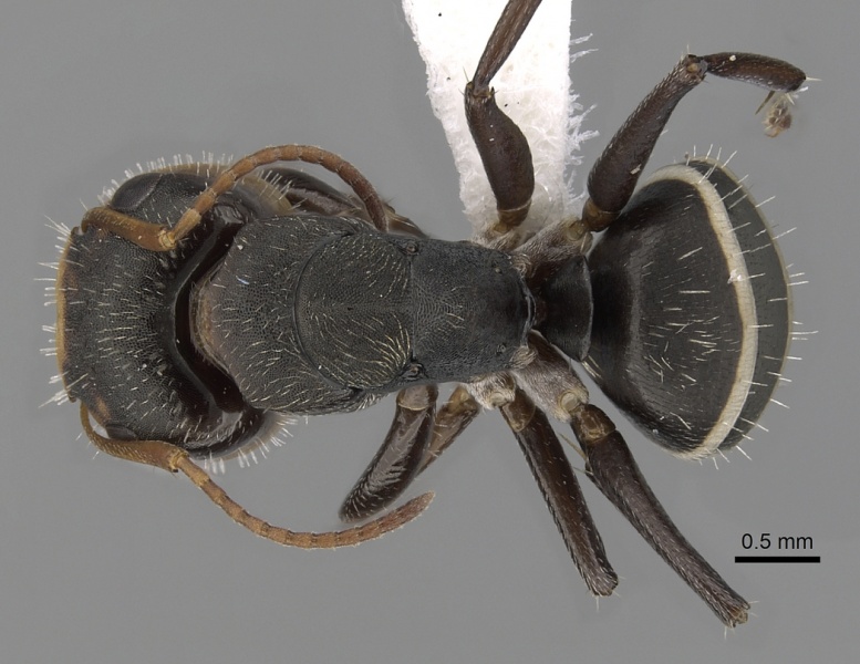 File:Camponotus linnaei casent0280086 d 1 high.jpg