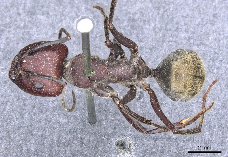 File:Camponotus piliventris casent0903547 d 1 high.jpg