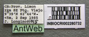 Camponotus sanctaefidei inbiocri002280732 label 1.jpg
