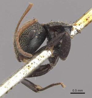 Camponotus saussurei casent0910747 p 2 high.jpg