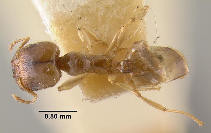 File:MCZ-ENT00028525 Pheidole hondurensis had.jpg