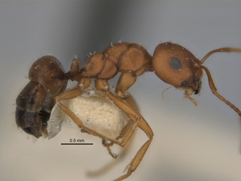 File:Melophorus fulvidus major side ANIC32-900119.jpg