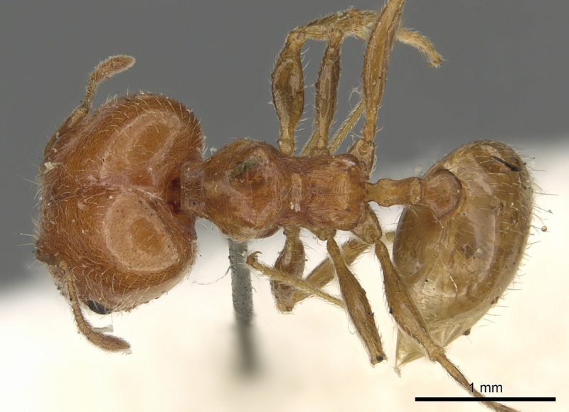 File:Pheidole capensis casent0901307 d 1 high.jpg