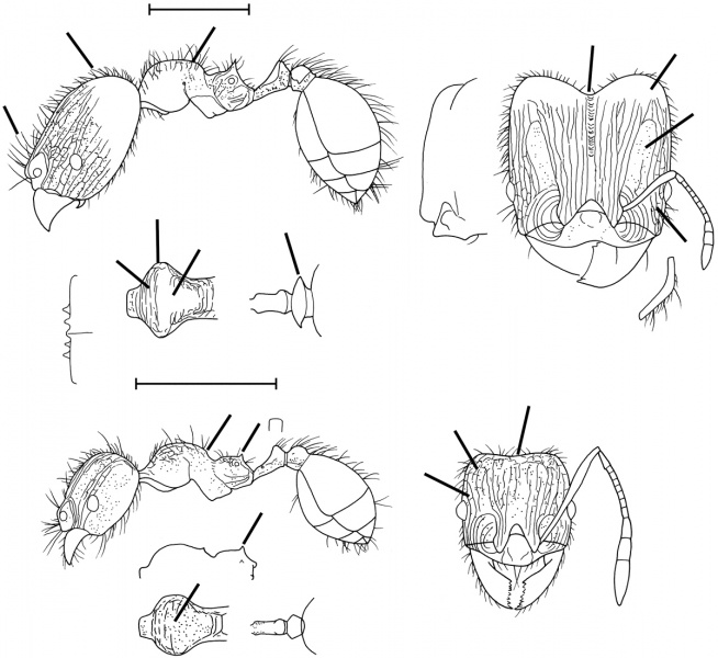 File:Pheidole risii Wilson 2003.jpg