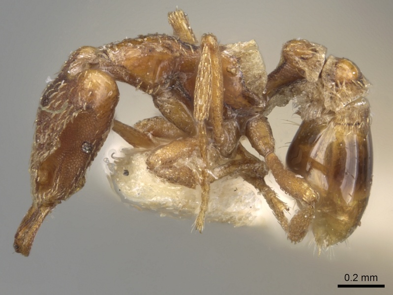 File:Strumigenys forficata casent0280746 p 1 high.jpg