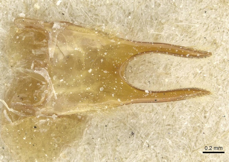 File:Aenictus humeralis casent0911428 p 3 high.jpg