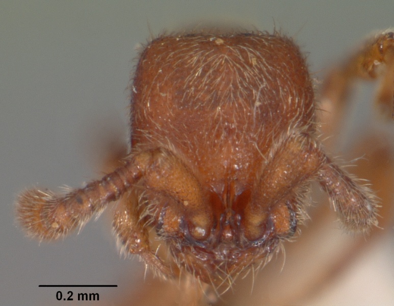 File:Cerapachys biroi casent0102254 head 1.jpg