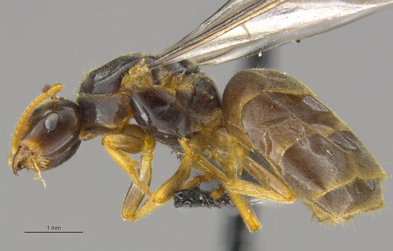 File:MCZ-ENT00670128 Lasius fallax queen hal.jpg