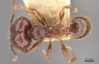 Pheidole sarcina casent0908161 d 1 high.jpg