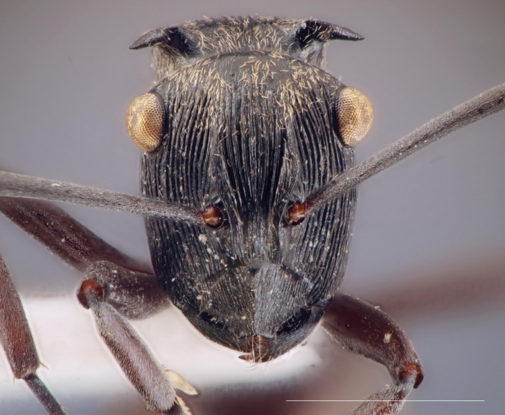 File:Polyrhachis atropos head AntWiki.jpg