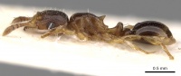 Tetramorium matopoense casent0280909 p 1 high.jpg