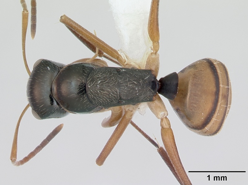 File:Camponotus championi casent0173556 dorsal 1.jpg