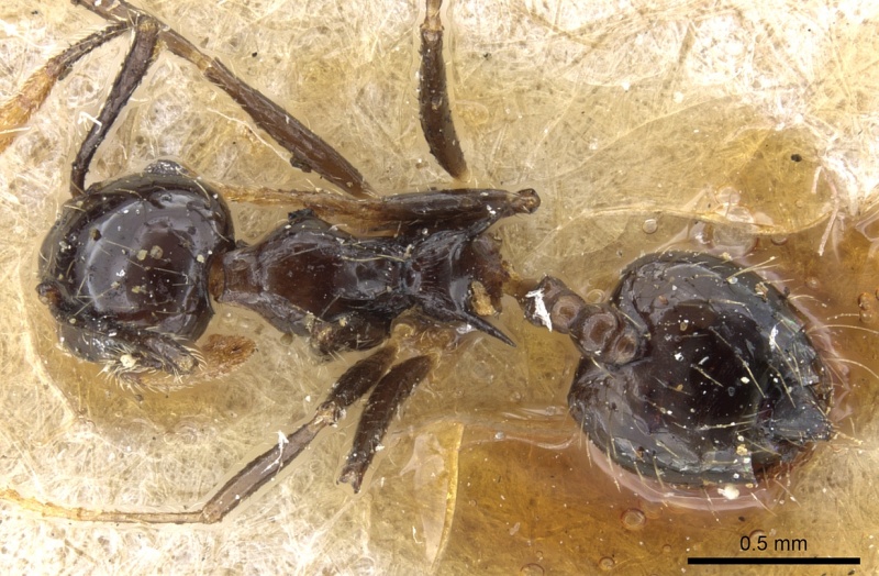 File:Crematogaster longispina casent0904522 d 1 high.jpg