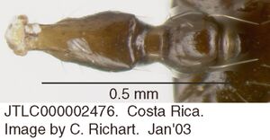 Crematogaster longispina jtlc000002476 d 1 high.jpg