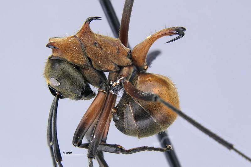 File:MCZ Polyrhachis bihamata hal1.jpg