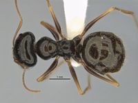 Melophorus oblongiceps major top ANIC32-900057.jpg