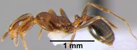 Monomorium niloticum csh000041 p 1 high.jpg