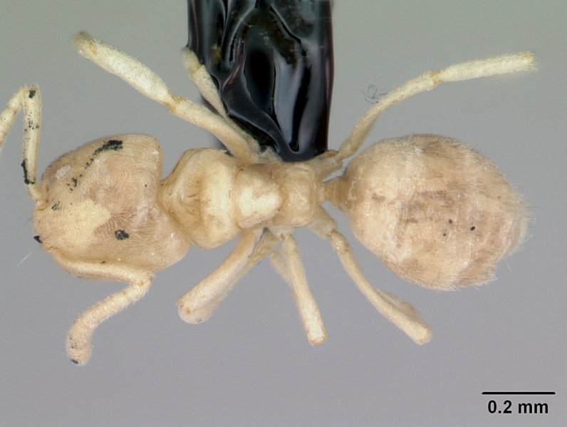 File:Nebothriomyrmex majeri casent0009951 dorsal 1.jpg