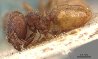 Pheidole brevicornis casent0908035 p 1 high.jpg